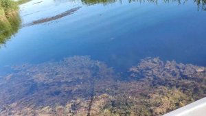 Змееголов на поппер. Проводка. Дельта о. Балхаш 2024