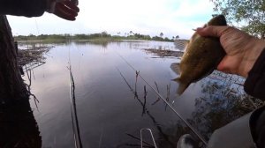 Караси на Мормышку и Дубовый Поплавок