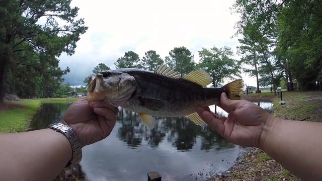 Yo-Zuri Sashimi Popper Lure Pond Fishing смотреть онлайн