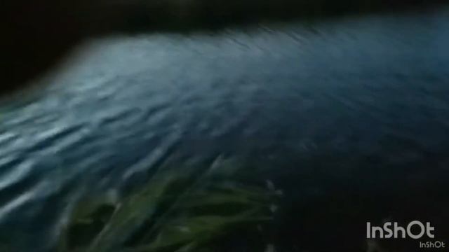 Уникальные кадры атаки сома на поппер. сомнапоппер  сомпоппер    сомспиннинг