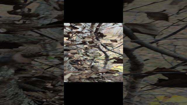 Построили наш шалаш в лесу