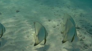 Снорклинг @ Eriyadu, Мальдивы