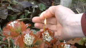 Тайны Петропавловского кладбища