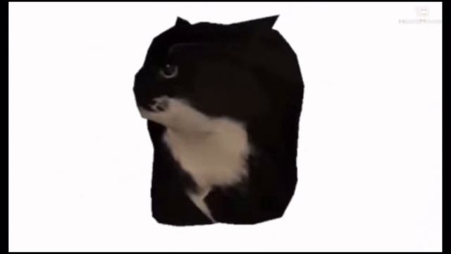 Maxwell the Cat Spinning in 4K60FPS смотреть онлайн