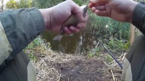 Ловля карася в сентябре