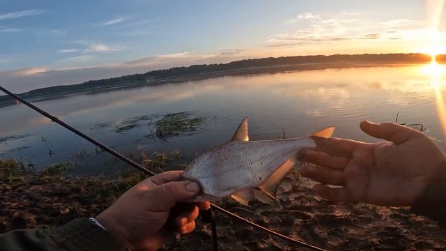 СУДАК на ПЕНОПЛАСТ! Рыбалка на фидер наловили на солку смотреть онлайн