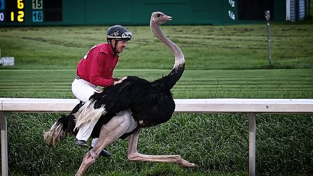 The WEIRDEST Sports Ever Created ! смотреть онлайн