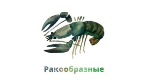 8. Членистоногие. Ракообразные