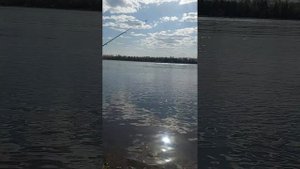 Поклевка форели на донку