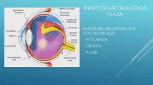 Анатомия органа зрения