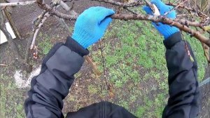 Весенняя обрезка персика