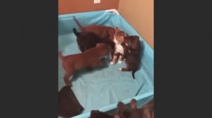 Попробуй не засмеяться, удивительно смешные кошечки и собачки, часть 22