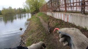 Ловля ротана в городском пруду. Russian bass.