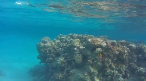 Тропитель Дахаб Оазис AEE S70