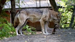 🐺 Всеобщая любимица Альма стала дважды подопечной!