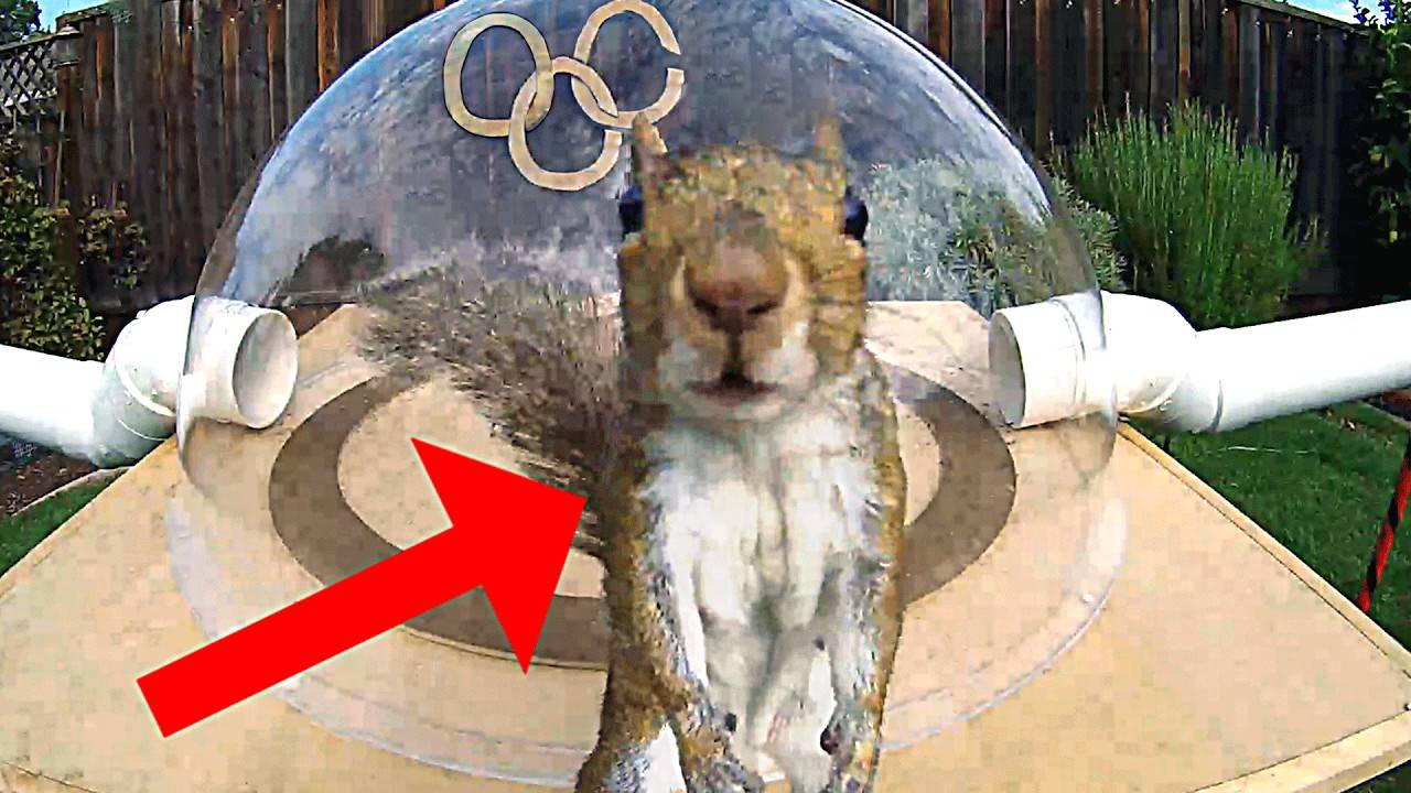 Олимпиада Для Дворовых Белок