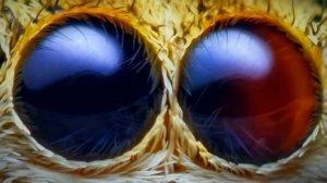 Мир глазами микроскопа в Crazy Park