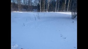 Бульдозер т 170 в работе)
