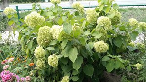 Древовидная гортензия: уход и выращивание в открытом грунте