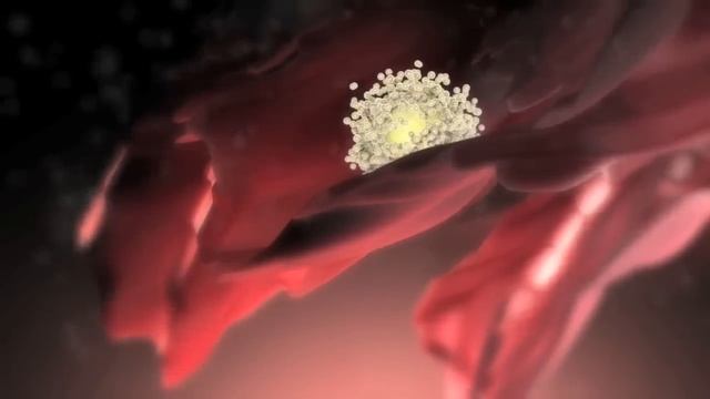 Как происходит оплодотворение смотреть онлайн