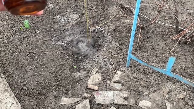 Весенняя подкормка ЧЕСНОКА 🧄 Лучший способ подкормки ЧЕСНОКА смотреть онлайн