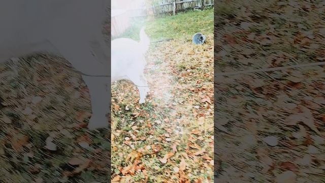 Белые козы