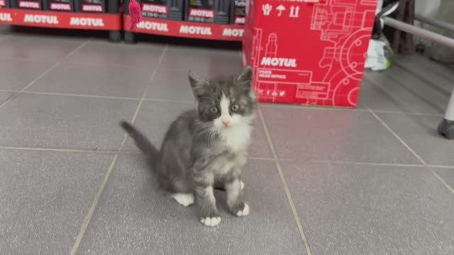 Котэ