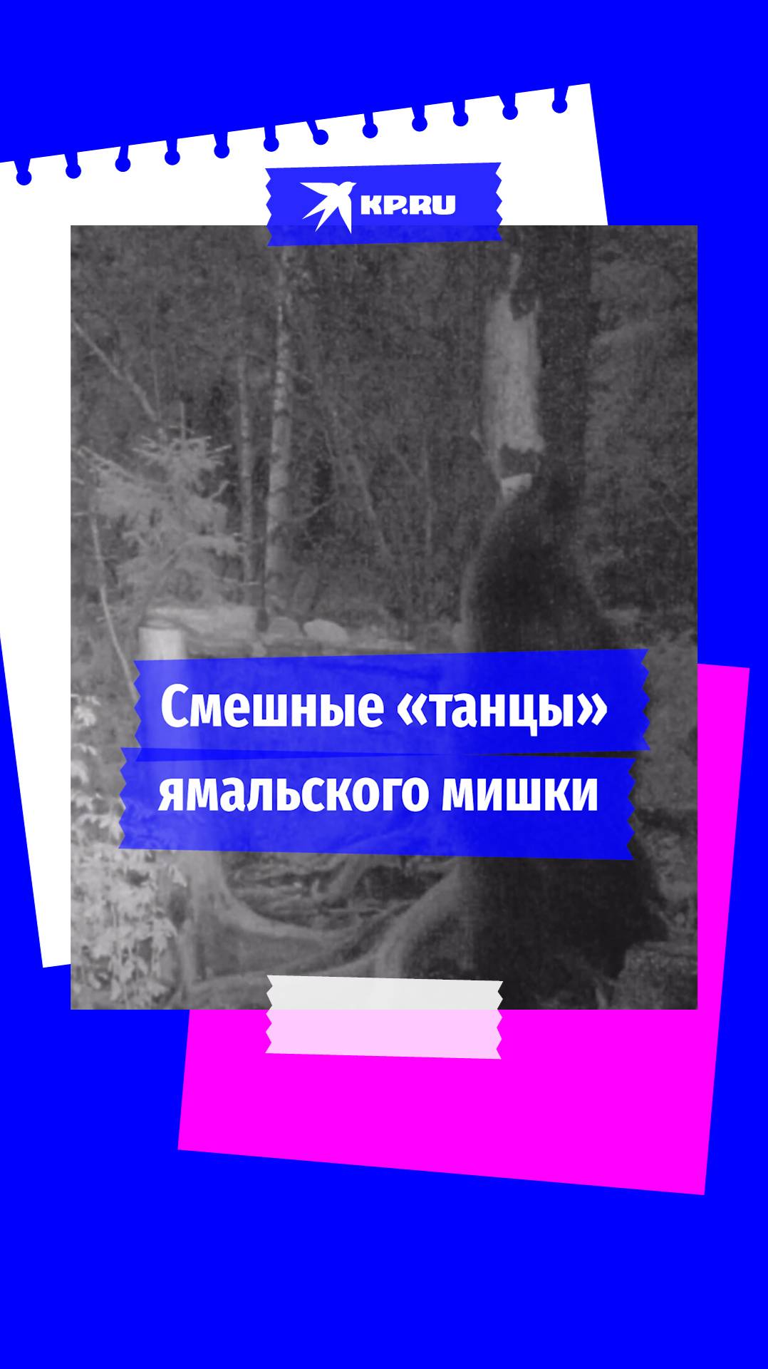 Смешные «танцы» ямальского мишки: как быстро дикому зверю стать звездой