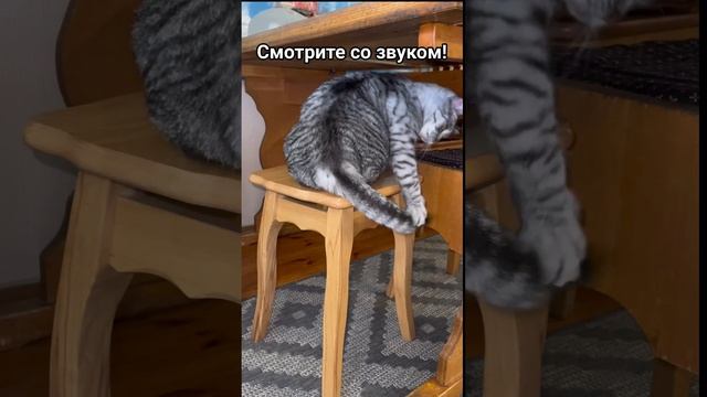 Смешные котики 😻 (Смотрите видео со звуком)