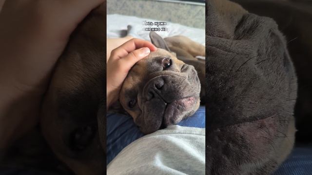 Меладзе дурного не посоветует #хорошаяжизнь #житьхорошо #французскийбульдог смотреть онлайн