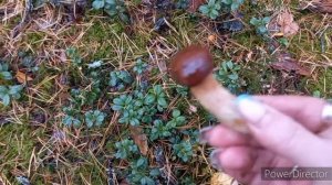 Гриб  Боровой  попёр Ура я дождалась/ Вот это тихая охота как не когда ,вы не поверите что так