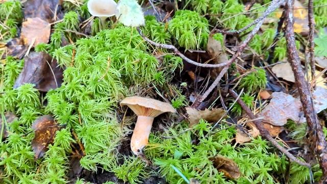 Рыжик еловый (Lactarius deterrimus). Как выглядит гриб на месте произрастания.