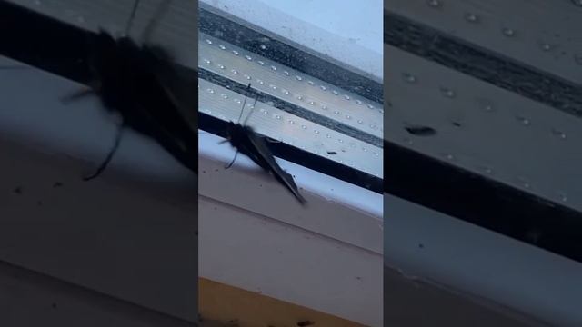 Самая красивая бабочка павлиний глаз
