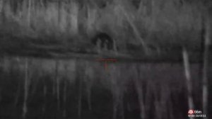 Ночная жизнь бобров через прицел ATN X-Sight 4K Pro 5-20x