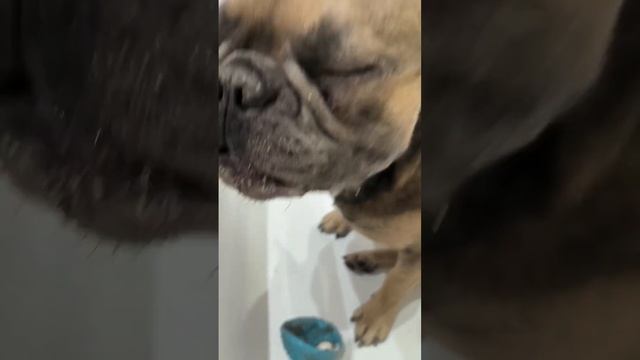 Французский поросёнок #бульдог #грязнаясобака #свинюшка смотреть онлайн