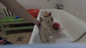 washing a husky puppy (name WAIT MIDNIGHT SUN ) / мытье щенка хаски ( кличка Банан)