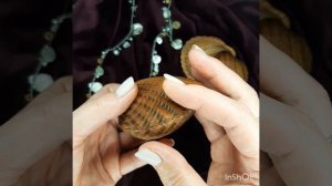 Шкатулка морская ракушка.