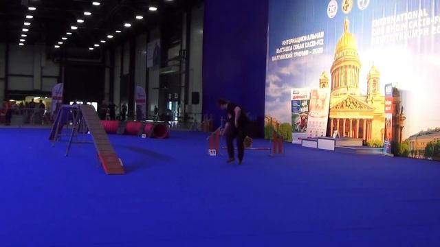 A-Open Гречка Евгения  Немецкий малый шпиц РАШЕЛЬ ДИ МОНТАНА