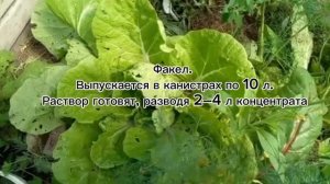избавься от сорняков. народные методы. #сорняки #сорняк #подкормка #огород