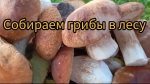Собираем грибы в лесу.
