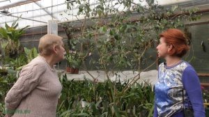 Фейхоа(Цветение) - выращивание и уход в домашних условиях.