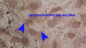 Гистологический препарат "Мезотелий сальника"