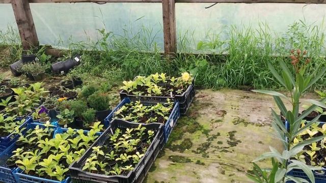 НАШ НОВЫЙ ЧЕРЕНОЧНИК. УКОРЕНЯЕМ ГОРТЕНЗИИ.