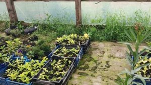 НАШ НОВЫЙ ЧЕРЕНОЧНИК. УКОРЕНЯЕМ ГОРТЕНЗИИ.
