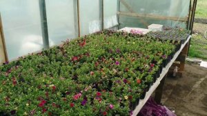 ДЕРЕВЕНСКИЕ ДНИ. ОБЗОР НА 8 МАЯ 2024