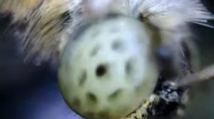 Бабочка Под Микроскопом