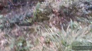 Прогулка в лес за мхом и ... хотела делать Витолазер