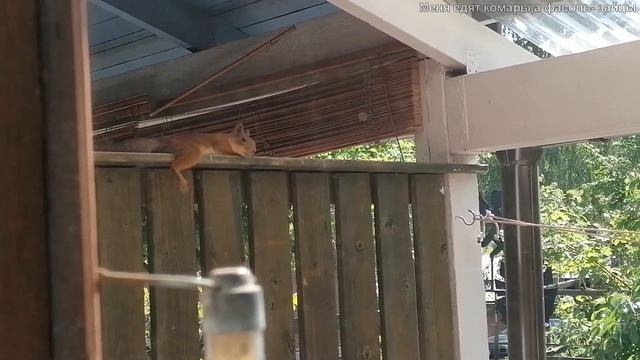 Татьяна. Меня едят комары, а фасоль зайцы.Белочка чувствует себя как дома. Белые ночи в Финляндии смотреть онлайн