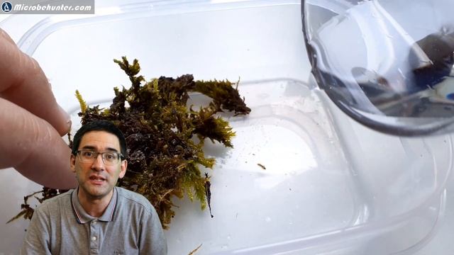 🔬 154 - TARDIGRADES under the microscope and how to find them | Amateur Microscopy смотреть онлайн