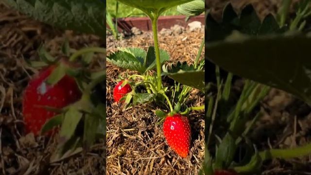 Весеннее цветение в Калининграде просто потрясающее!
